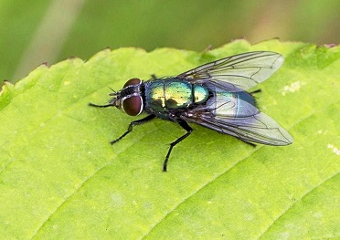 Flies Control & Fly Removal Services in London
