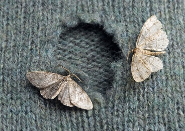Moth treatment and removal
