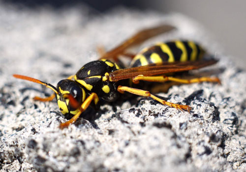 wasps removal service and nest london