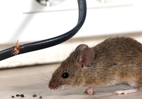 rodent rat mice extermination in hendon