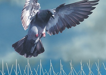 pigeon spikes pest control